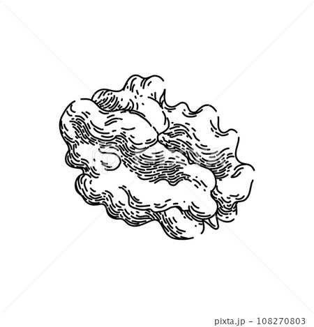 nut walnut sketch hand drawn vector 108270803