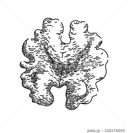 ingredient walnut sketch hand drawn vector 108270804