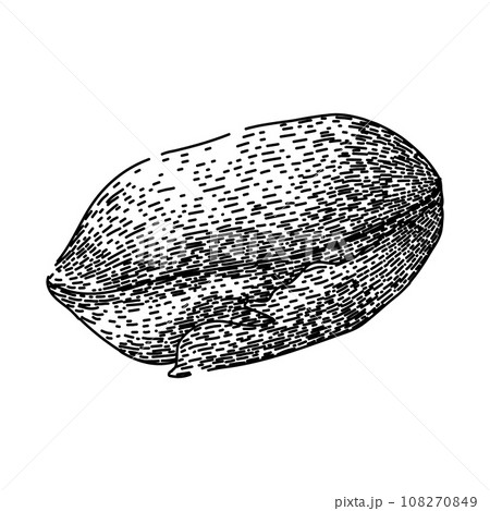 roasted pistachio nut sketch hand drawn vector roasted pistachio nut sketch hand drawn vector 108270849
