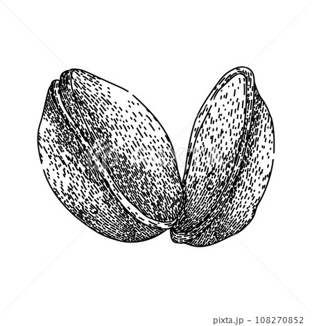 organic pistachio nut sketch hand drawn vector organic pistachio nut sketch hand drawn vector 108270852
