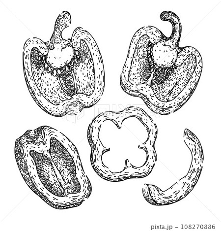 pepper spice set sketch hand drawn vector pepper spice set sketch hand drawn vector 108270886