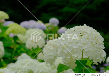 紫陽花 108271065