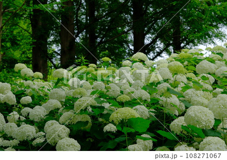 紫陽花 紫陽花 108271067