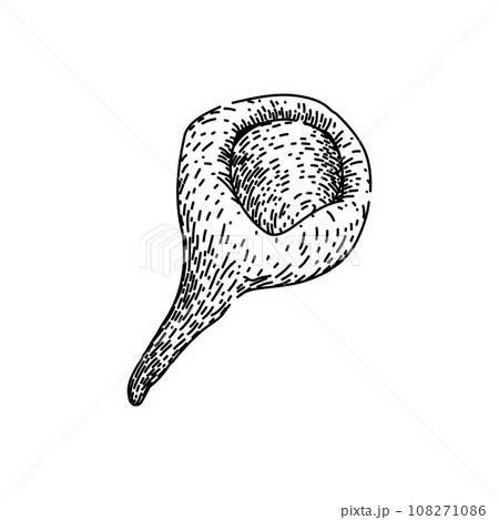 brown cinnamon sketch hand drawn vector 108271086