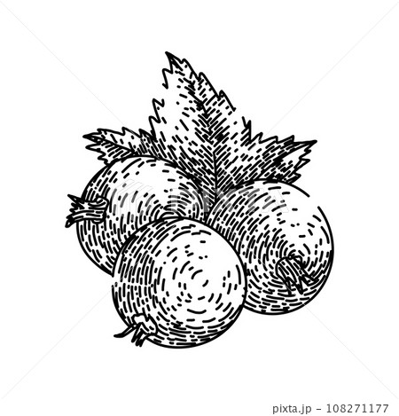berry black currant sketch hand drawn vector 108271177