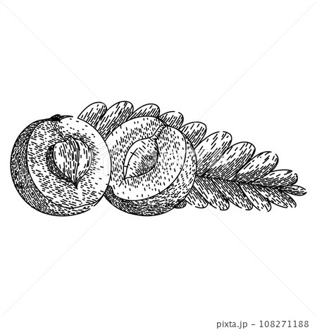 indian amla sketch hand drawn vector 108271188