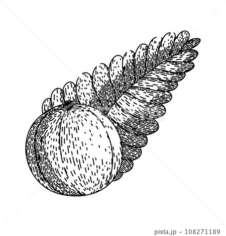 berry amla sketch hand drawn vector 108271189