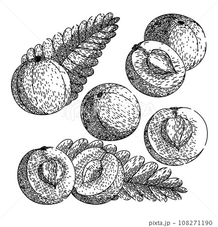 amla set sketch hand drawn vector 108271190