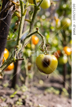 Brown spots on the green tomato, closeup. Disease of tomatoes. Brown spots on the green tomato, closeup. Disease of tomatoes. 108271200