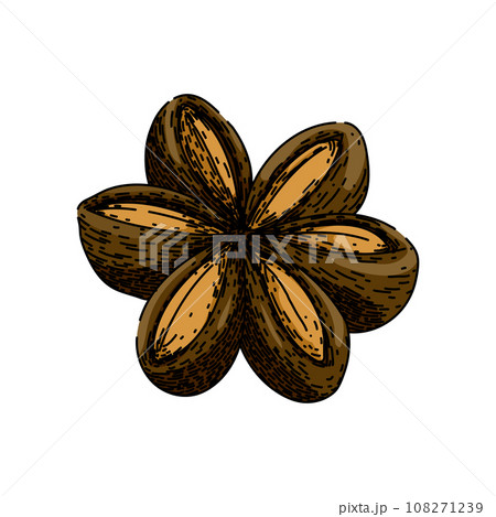 inca sacha inchi sketch hand drawn vector 108271239