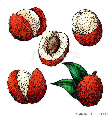 lychees set sketch hand drawn vector 108271332