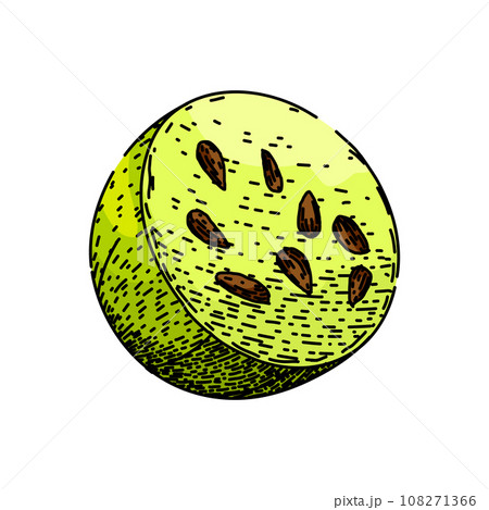 food gooseberry sketch hand drawn vector food gooseberry sketch hand drawn vector 108271366