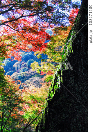 箕面山の紅葉（大阪府箕面市） 108271380