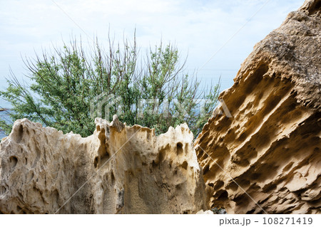 Tree growing in rocks. 108271419