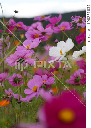 コスモス畑で恋をして コスモス畑で恋をして 108271837