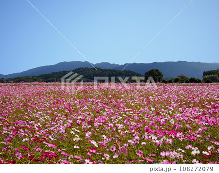 藤原宮跡のコスモス畑 108272079