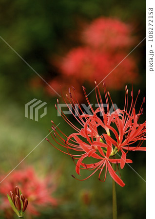 曼珠沙華の花 108272158