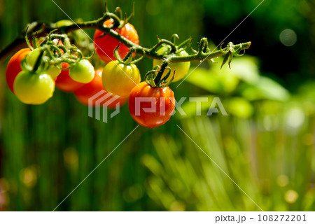 ミニトマト　アップ 108272201