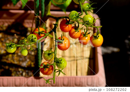 プランター栽培のミニトマト　アップ 108272202