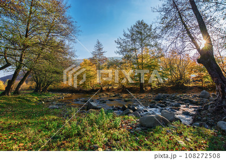 trees fall colors on the shore of a mountain stream. autumn scenery on a sunny morning trees fall colors on the shore of a mountain stream. autumn scenery on a sunny morning 108272508