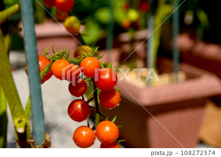 食べ頃に赤く色づいた、房なりの房なりのミニトマト 食べ頃に赤く色づいた、房なりの房なりのミニトマト 108272574