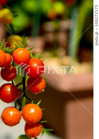食べ頃に赤く色づいた、房なりの房なりのミニトマト 108272575
