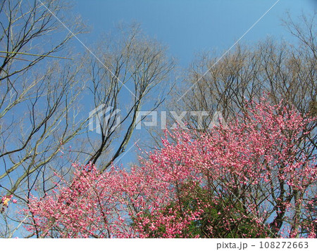 早春の紅梅と欅の枯れ木と青空 108272663