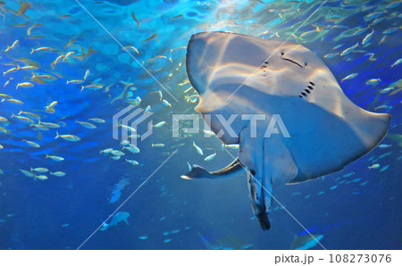 アクアリューム 108273076