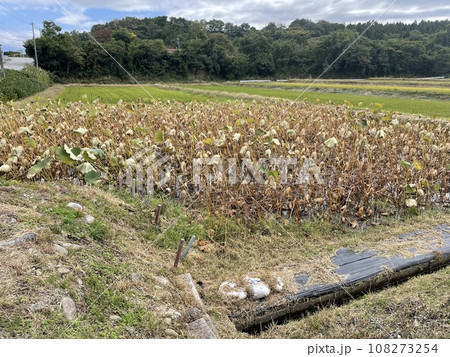 蓮根の池 108273254
