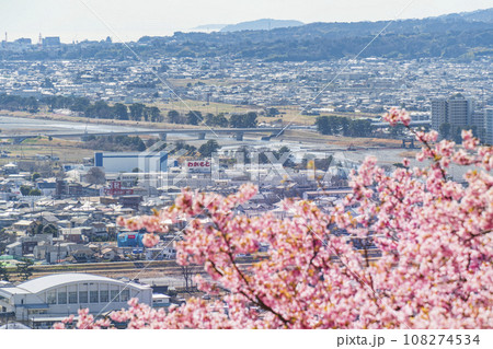 西平畑公園・松田山の春景色　河津桜越しの街並み【神奈川県・松田町－開成町】 108274534