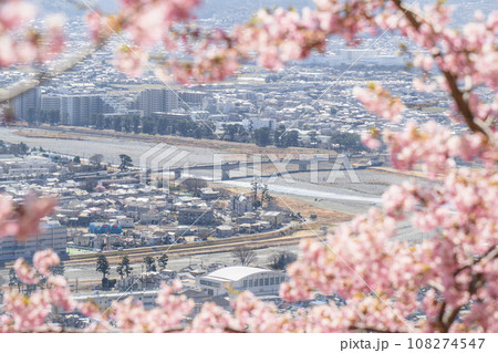 西平畑公園・松田山の春景色　河津桜越しの街並み【神奈川県・松田町－開成町】 108274547