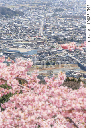 松田町の「まつだ桜まつり」　満開の河津桜と大井町方面の町並み【神奈川県】 108274548