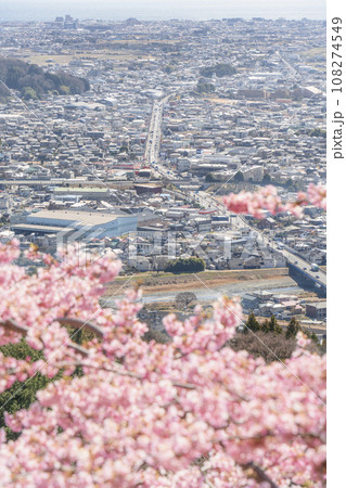 松田町の「まつだ桜まつり」 満開の河津桜と大井町方面の町並み【神奈川県】 松田町の「まつだ桜まつり」 満開の河津桜と大井町方面の町並み【神奈川県】 108274549