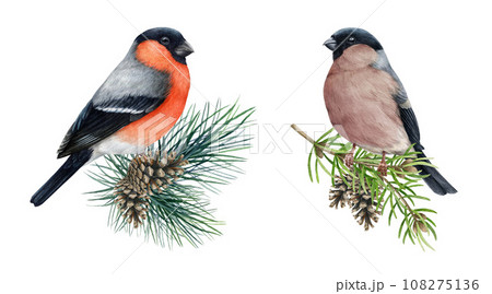 Bullfinch male and female birds on pine branch set. Watercolor painted illustration. Hand drawn Pyrrhula pyrrhula avian. Realistic bullfinch bird couple on pine branch vintage style painted set Bullfinch male and female birds on pine branch set. Watercolor painted illustration. Hand drawn Pyrrhula pyrrhula avian. Realistic bullfinch bird couple on pine branch vintage style painted set 108275136