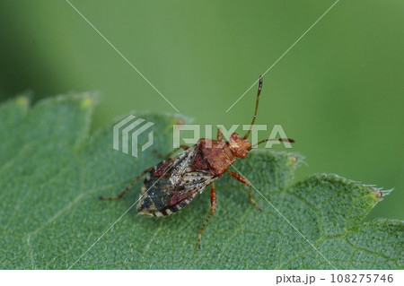 Closeup on a scentless plant bug , Rhopalus subrufus sitting on a green leaf Closeup on a scentless plant bug , Rhopalus subrufus sitting on a green leaf 108275746