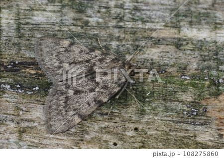 Closeup on a large tabby or grease moth, Aglossa pinguinalis sitting wood Closeup on a large tabby or grease moth, Aglossa pinguinalis sitting wood 108275860