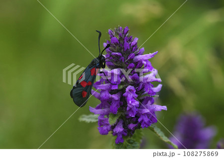 Closeup on a colorful Five spot burnet moth, Zygaena trifolii on a purple flower 108275869