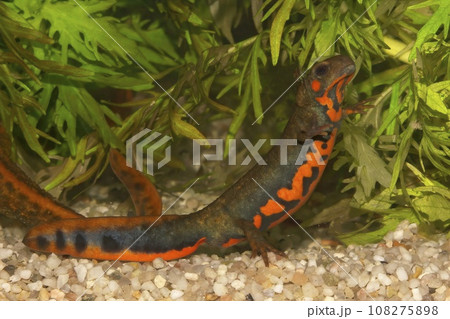 Closeup on a colorful male of the endangered Chuxiong fire-bellied, Cynops cyanurus, in an aquarium Closeup on a colorful male of the endangered Chuxiong fire-bellied, Cynops cyanurus, in an aquarium 108275898