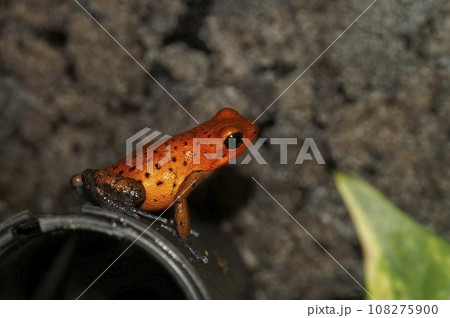 Closeup on a colorful red Oophaga pumilio, Strawberry Poison Frog in a terrarium 108275900