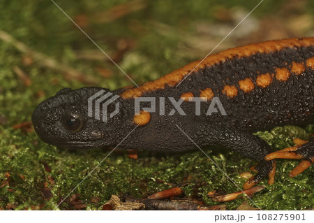 Closeup on a colorful but endangered adult Tiannan Crocodile Newt, Tylototriton yangi sitting on the ground Closeup on a colorful but endangered adult Tiannan Crocodile Newt, Tylototriton yangi sitting on the ground 108275901