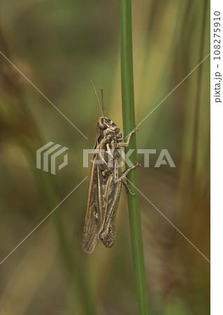 Closeup on a bow-winged, grasshopper, Chorthippus biguttulus 108275910
