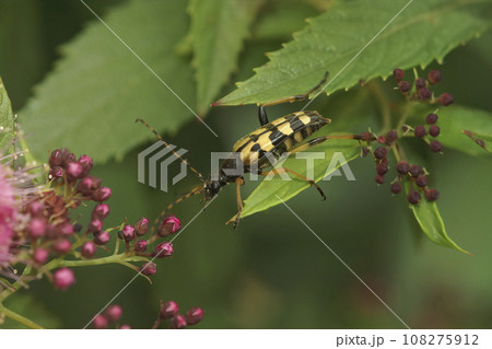 Closeup shot of a European Spotted longhorn beetle, Leptura maculata on a green leaf 108275912
