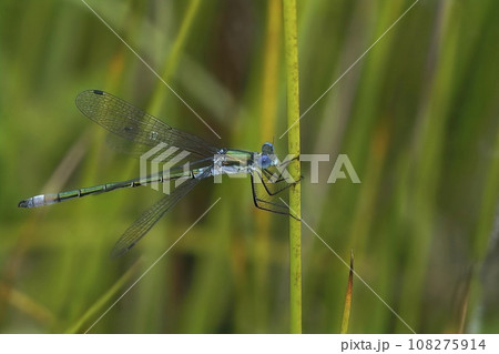 Closeup on an Emerald Spreadwing damselfly, Lestes dryas against green blurred background Closeup on an Emerald Spreadwing damselfly, Lestes dryas against green blurred background 108275914