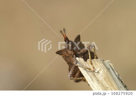 Low angle facial closeup on a Brown Dock shield bug, Coreus marginatus, sitting on a twig 108275920