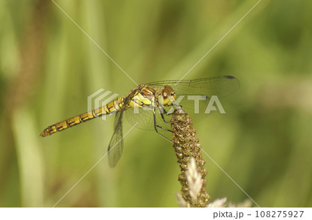 Closeup on a Common darter dragonfly, Sympetrum striolatum perched on tiup of a plant Closeup on a Common darter dragonfly, Sympetrum striolatum perched on tiup of a plant 108275927