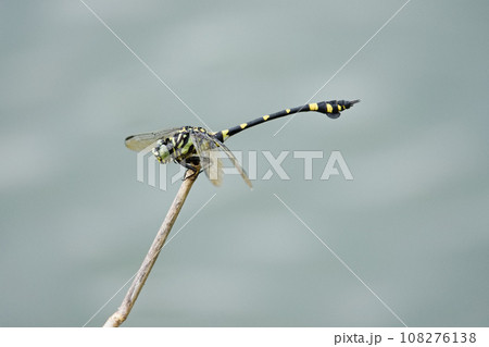 トンボ とんぼ ドラゴンフライ 108276138