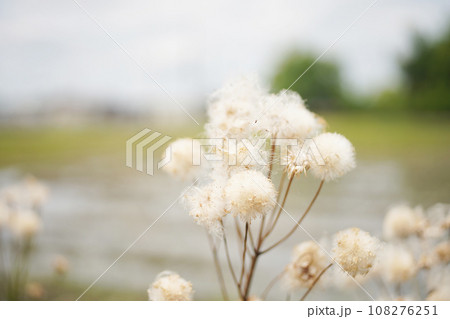 植物の乾燥した綿毛 背景素材 植物の乾燥した綿毛 背景素材 108276251