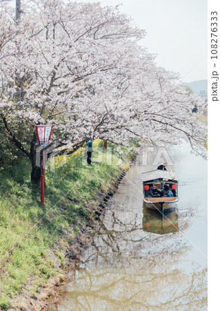 滋賀県近江八幡 八幡堀の水郷めぐり　手漕ぎ船で桜と菜の花を楽しむ 108276333