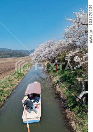 滋賀県近江八幡 八幡堀の水郷めぐり　手漕ぎ船で桜と菜の花を楽しむ 108276334