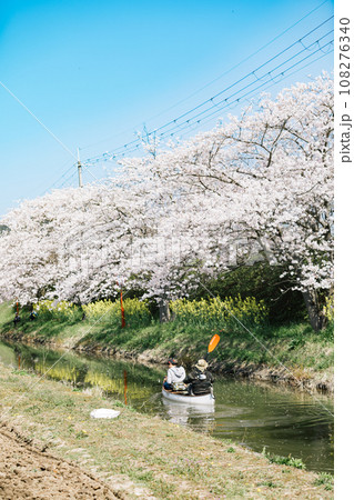 滋賀県近江八幡 八幡堀の水郷めぐり　手漕ぎ船で桜と菜の花を楽しむ 108276340